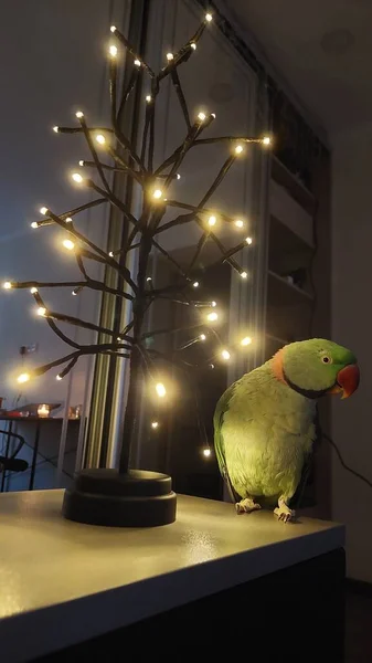 Grön Papegoja Och Julgran Med Ljus — Stockfoto