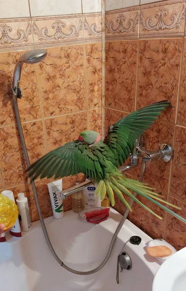Egy Zöld Gyűrűs Nyakú Papagáj Kitárta Nagy Szárnyait Fürdési Rituáléhoz — Stock Fotó