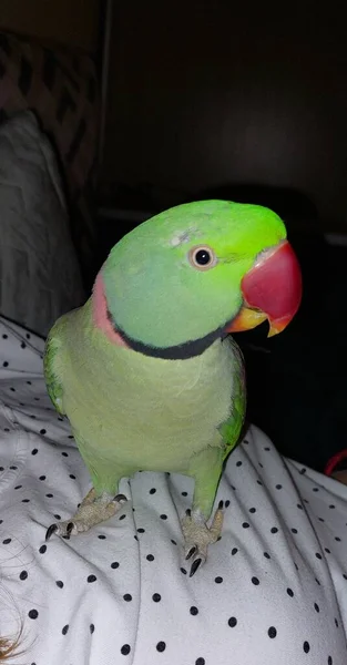 Zöld Nagy Gyűrűs Papagáj Aranyos — Stock Fotó