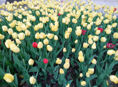 Sarı ve kırmızı çiçekler, çiçek yatağı, yeşil saplı, yapraklı, yapraklı