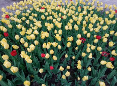 Sarı ve kırmızı çiçekler, çiçek yatağı, yeşil saplı, yapraklı, yapraklı