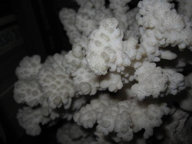 Beyaz mercan yüzeyi - rahatlama, makro fotoğraf