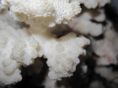 Beyaz mercan yüzeyi - rahatlama, makro fotoğraf