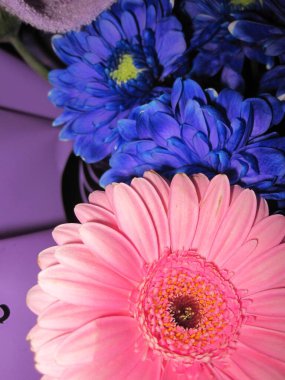 Mavi kasımpatı arkaplanında pembe gerbera yaprakları - çiçekler