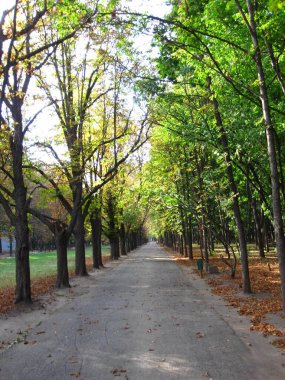 Sonbaharda parkta güzel bir ara sokak. Ağaçlarda yeşil yapraklar ve yerde kuru kırmızı yapraklar var.