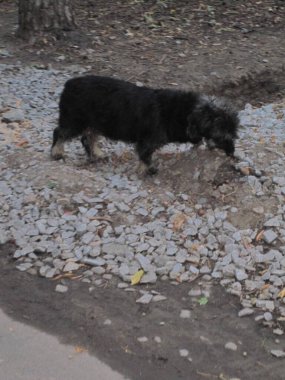 Bir taşın üzerinde bir sokak köpeği