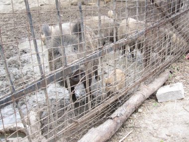 Yaban domuzları - anne ve yavruları - hayvanat bahçesinden fotoğraf