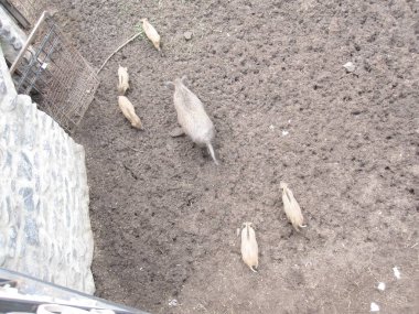 Toprak yolda vahşi domuzlar. Hayvanat bahçesinde çekilmiş bir fotoğraf.
