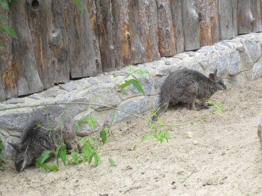 Küçük bir kanguru. Hayvanat bahçesinden.