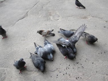 Asfaltta çeşitli güvercinler - sokak fotoğrafları