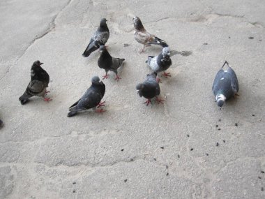 Asfaltta çeşitli güvercinler - sokak fotoğrafları