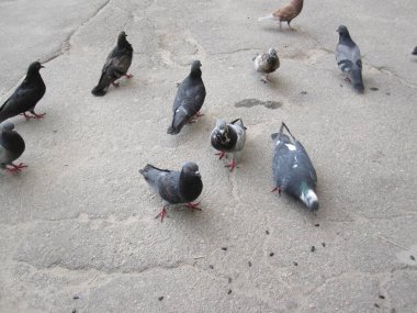 Asfaltta çeşitli güvercinler - sokak fotoğrafları