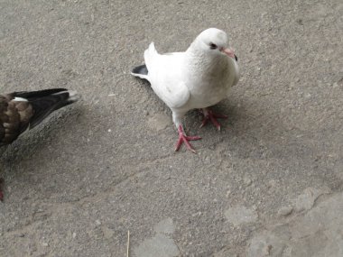 Asfaltta çeşitli güvercinler - sokak fotoğrafları