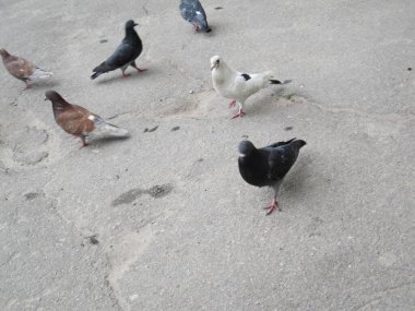 Asfaltta çeşitli güvercinler - sokak fotoğrafları