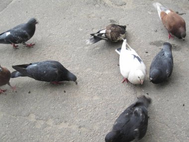 Asfaltta çeşitli güvercinler - sokak fotoğrafları