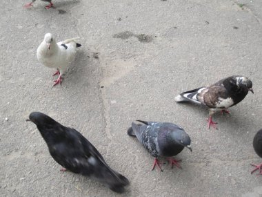 Asfaltta çeşitli güvercinler - sokak fotoğrafları