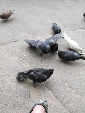Asfaltta çeşitli güvercinler - sokak fotoğrafları