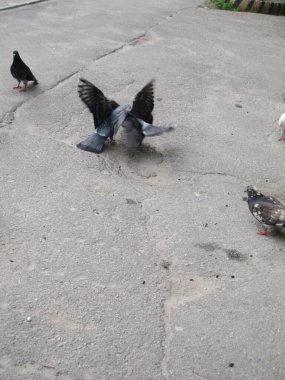 Asfalt üzerinde çeşitli güvercinler - tohumlar üzerine bir anlaşmazlık - sokak fotoğrafları