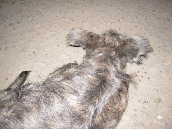 Cão Cinza Jarda Peludo Com Orelhas — Fotografia de Stock