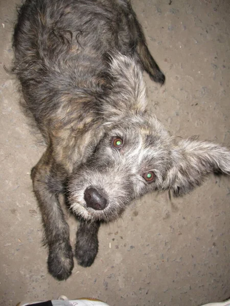 Yard gray dog - hairy and eared