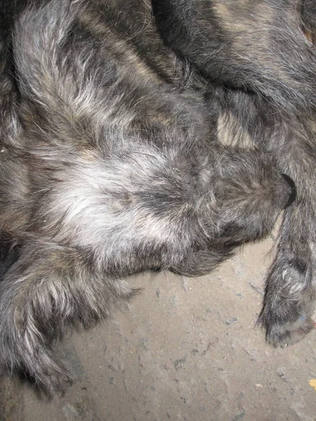 野鸭灰狗 毛和耳朵 — 图库照片