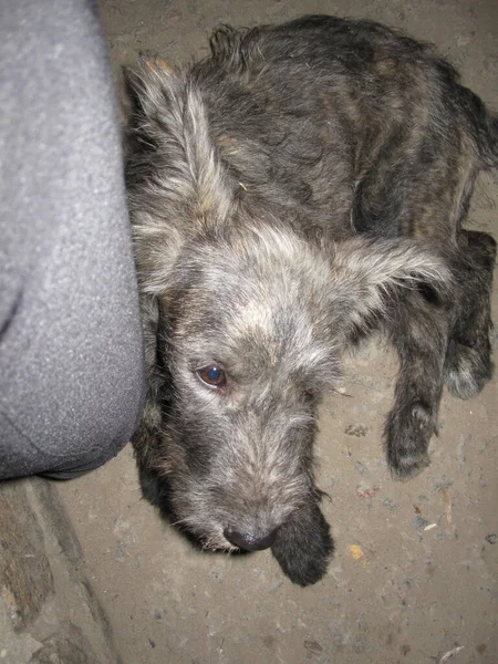 庭の灰色の犬 毛深い耳 — ストック写真