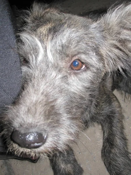 Yard gray dog - hairy and eared