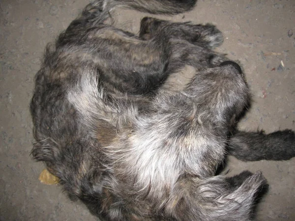 庭の灰色の犬 毛深い耳 — ストック写真