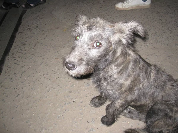 Sad yard gray dog - hairy and eared