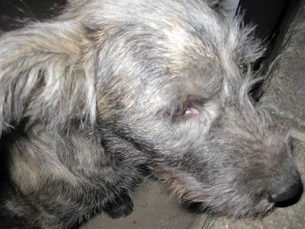 悲伤的院子灰狗 毛茸茸的耳朵 — 图库照片