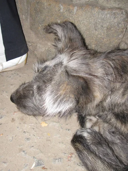 Sad yard dog - hairy and eared