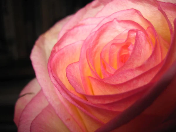 Fragile Petals Pink Rose Bud — Stock Photo, Image
