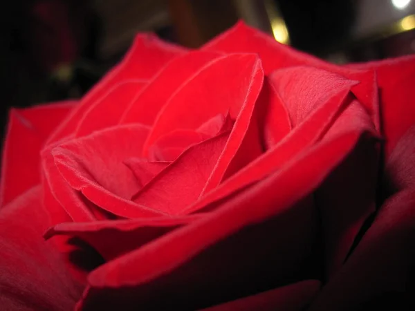Zerbrechliche Blütenblätter Einer Roten Rose Einer Knospe — Stockfoto