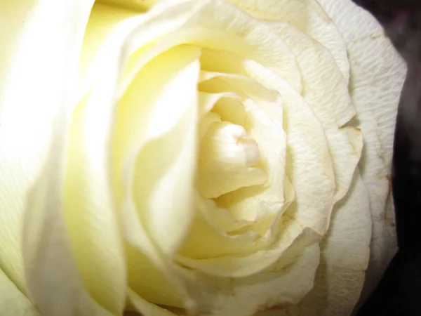 Zerbrechliche Blütenblätter Einer Weißen Rose Einer Knospe — Stockfoto