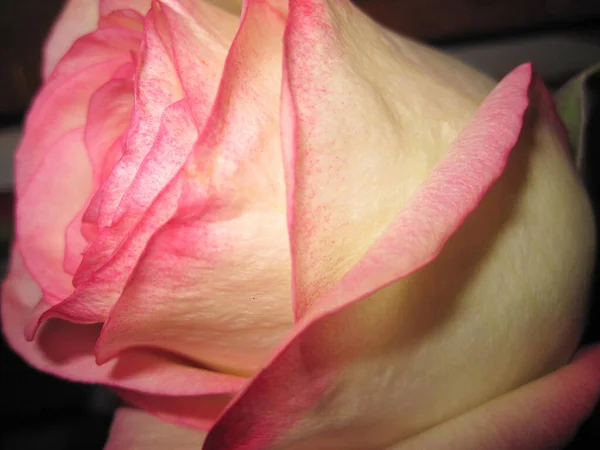 Fragile Petals Pink Rose Bud — Stock Photo, Image