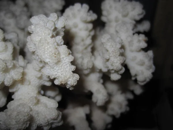 White coral surface - relief, macro photography