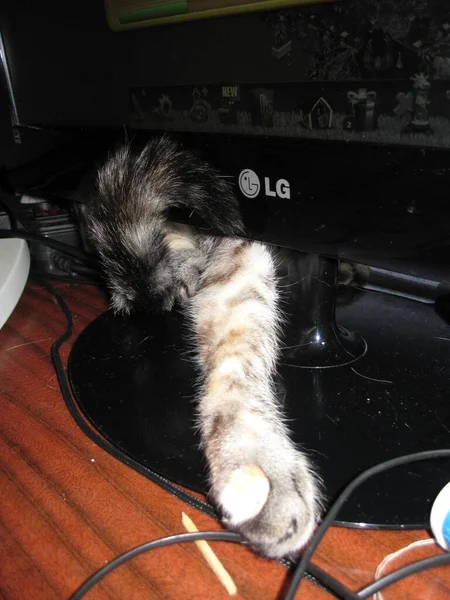 一只摆出滑稽姿势的猫从监视器下面爬出来 — 图库照片