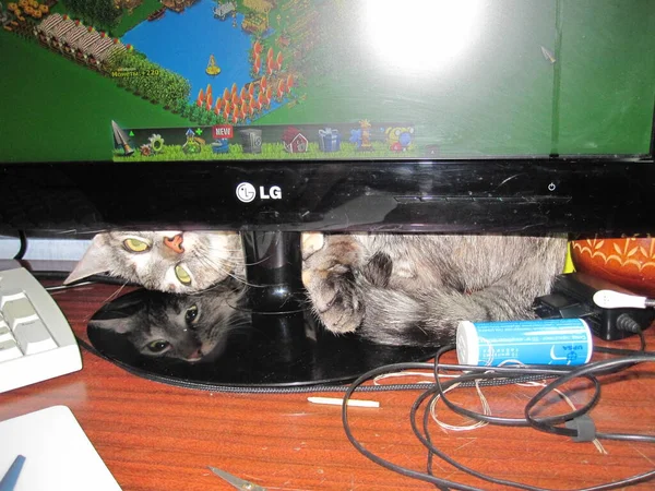 재미있는 포즈를 고양이가 모니터 밑에서 기어나온다 — 스톡 사진