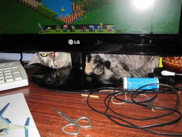 一只摆出滑稽姿势的猫从监视器下面爬出来 — 图库照片