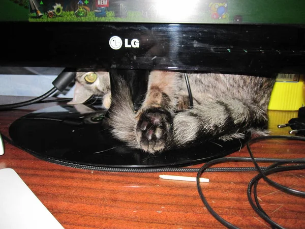 Een Kat Een Grappige Houding Kruipt Onder Monitor Vandaan — Stockfoto