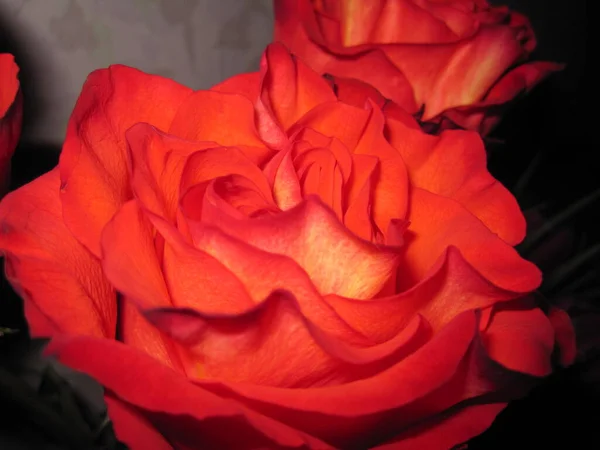 Красные Розы Бутон Макрофотография Лепестки — стоковое фото