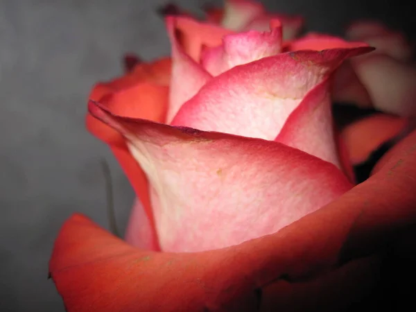 Rote Rosenknospe Makrofotografie Blütenblätter — Stockfoto