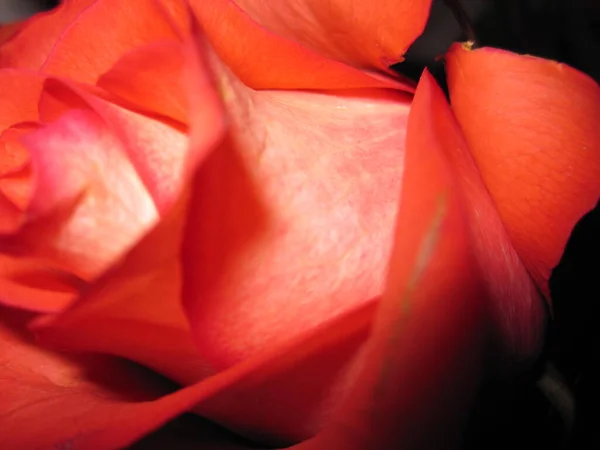 Rote Rosenknospe Makrofotografie Blütenblätter — Stockfoto