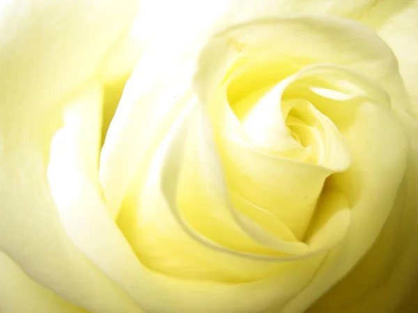 Weiße Rosenblüte Makrofotografie Blütenblätter — Stockfoto