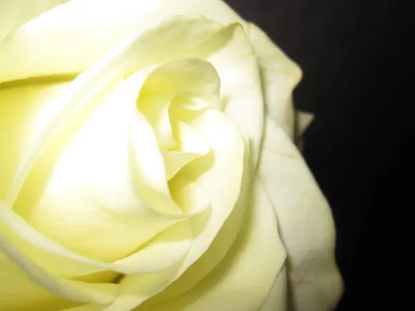 Weiße Rosenblüte Makrofotografie Blütenblätter — Stockfoto
