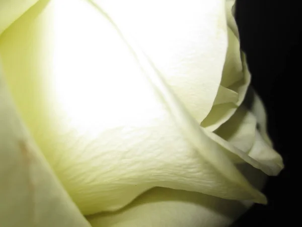 Weiße Rose Knospe Seitenansicht — Stockfoto