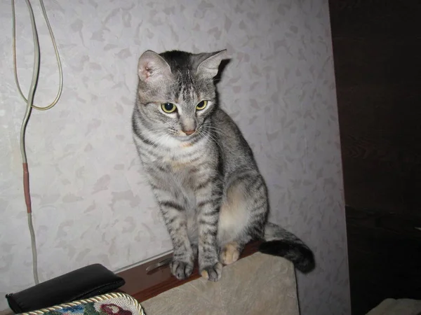 Μια Όμορφη Χνουδωτή Γάτα Μεγάλα Μάτια Και Αυτιά Κάθεται Στην — Φωτογραφία Αρχείου