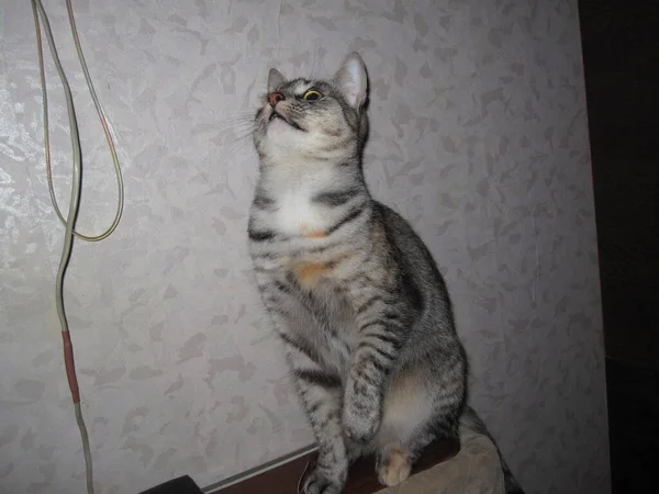 Hermoso Gato Doméstico Esponjoso Con Grandes Ojos Orejas Está Sentado — Foto de Stock
