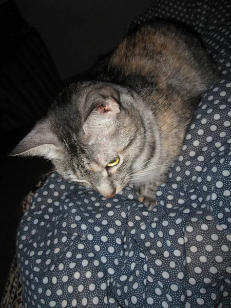 一只长着大眼睛大耳朵的漂亮毛茸茸的家猫躺在一条带有白斑的深色毛毯上 — 图库照片