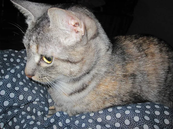 一只长着大眼睛大耳朵的漂亮毛茸茸的家猫躺在一条带有白斑的深色毛毯上 — 图库照片